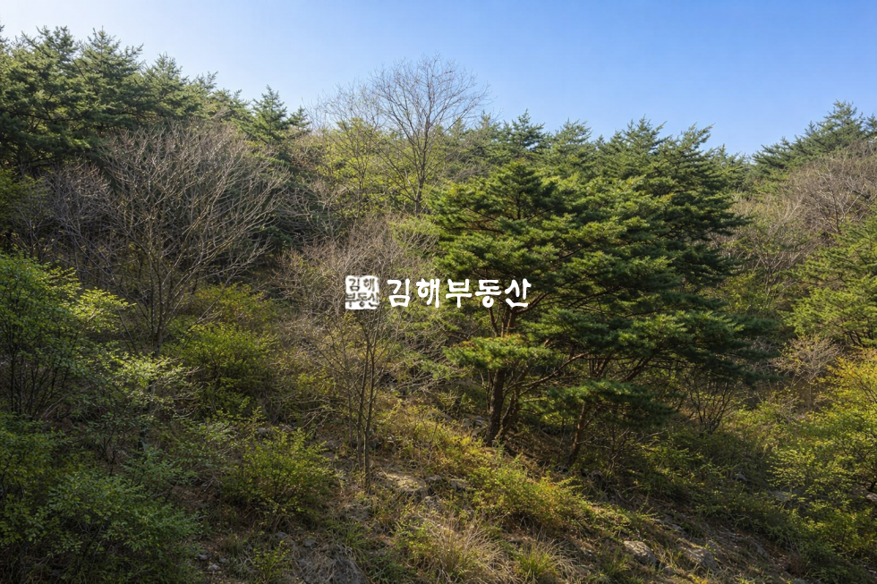경남 김해시 삼계동 삼계동 임야 8000평 매매 매매 매물번호 10562 사진 1